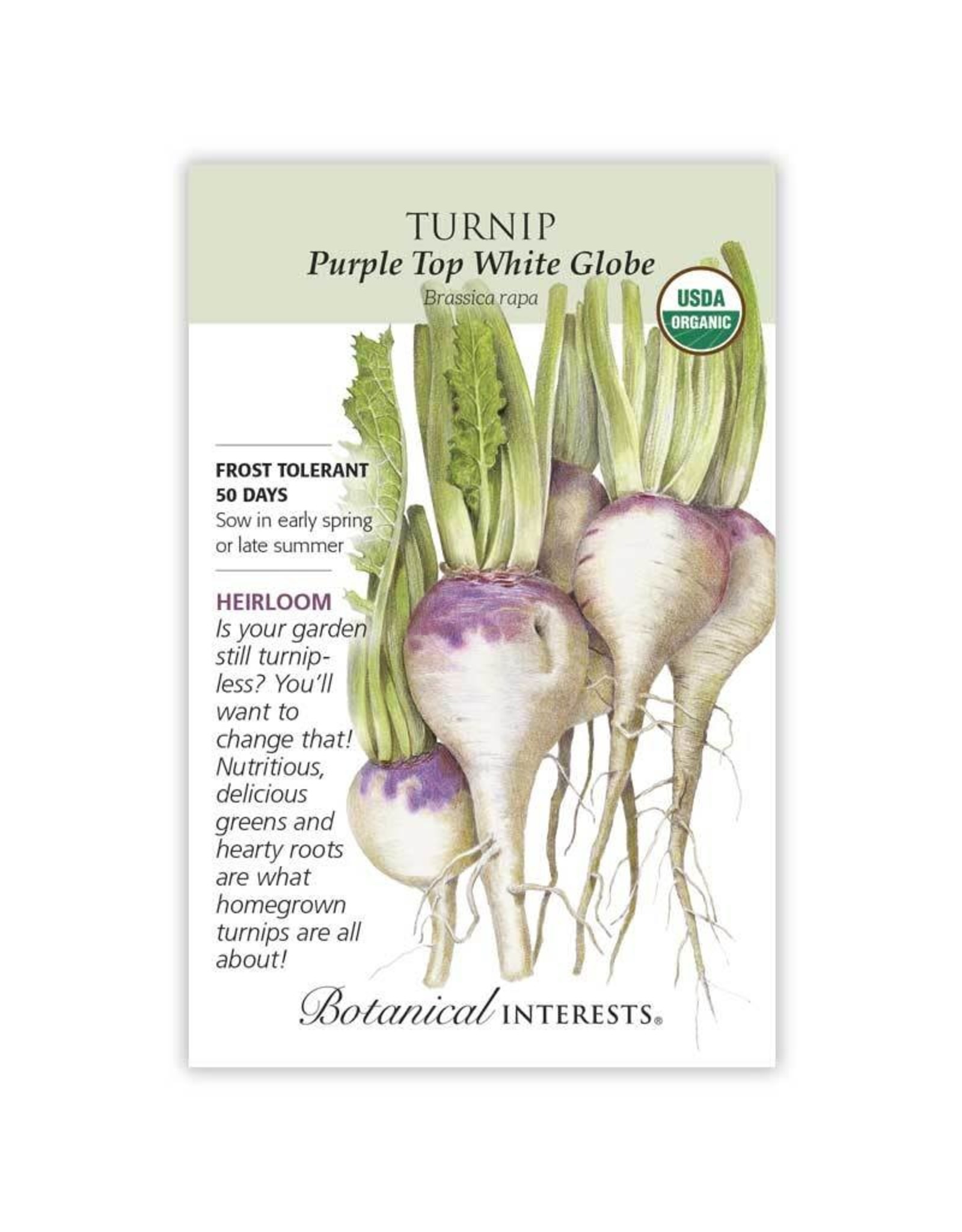 Turnip Purple Top White Globe Org