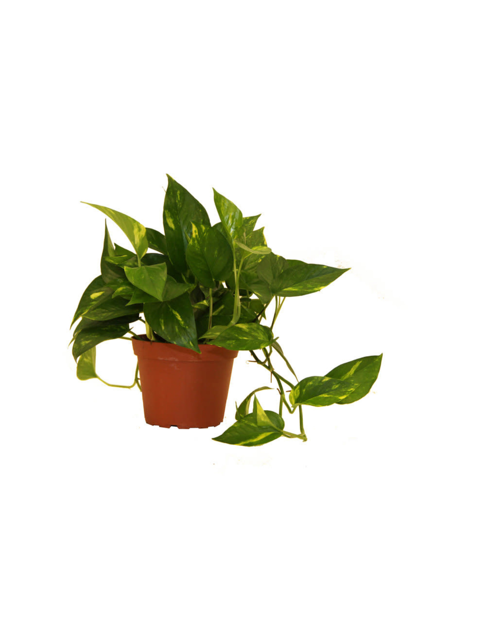 Pothos - Epipremnum Aureum 'Golden' 4" - Gardens of Babylon