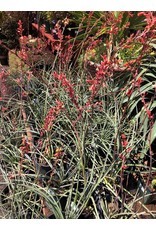 Red Yucca - Hesperaloe Parviflora #1
