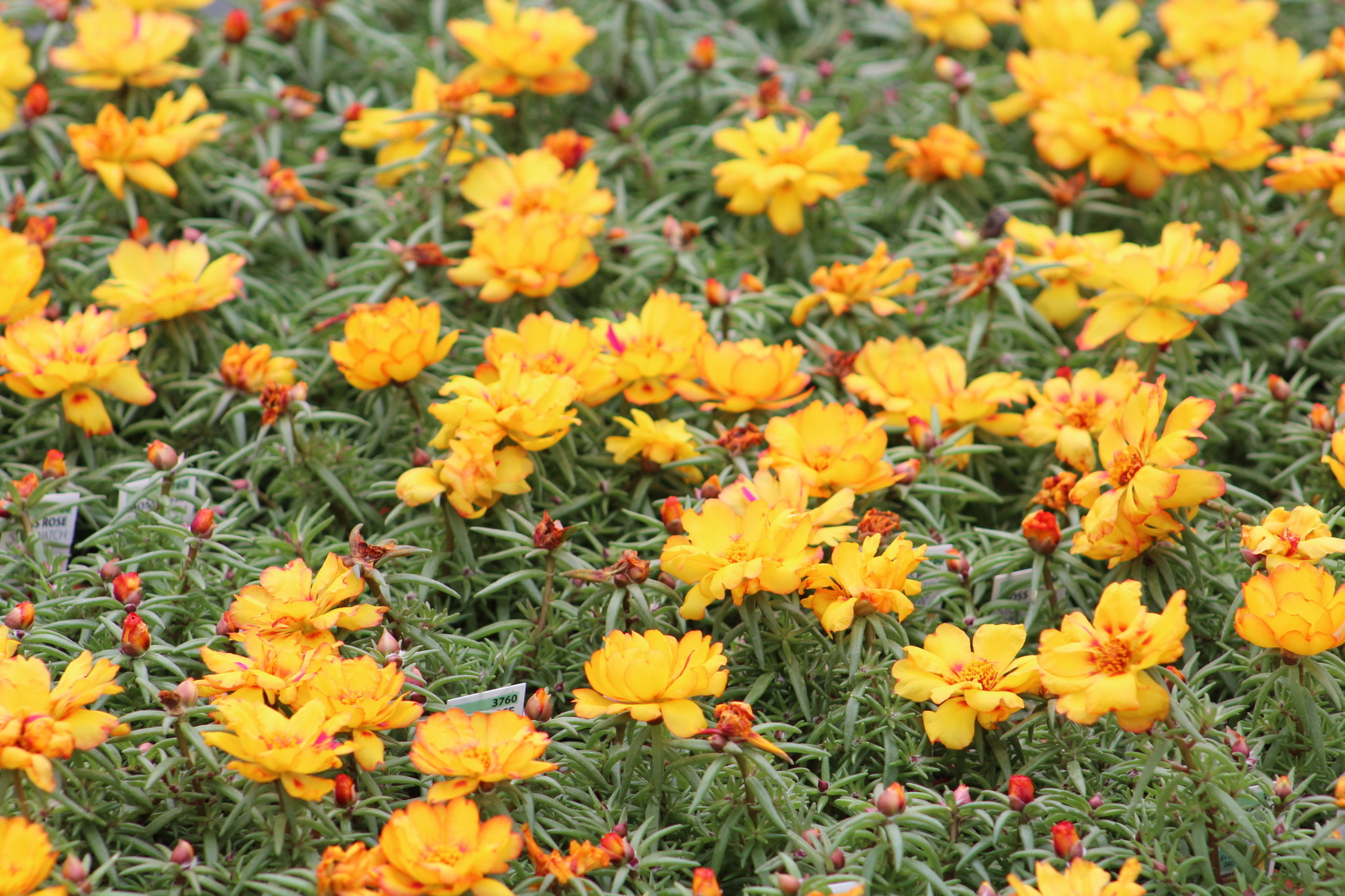 Portulaca - Colorblast Double Yellow - 4.3" - Gardens of Babylon