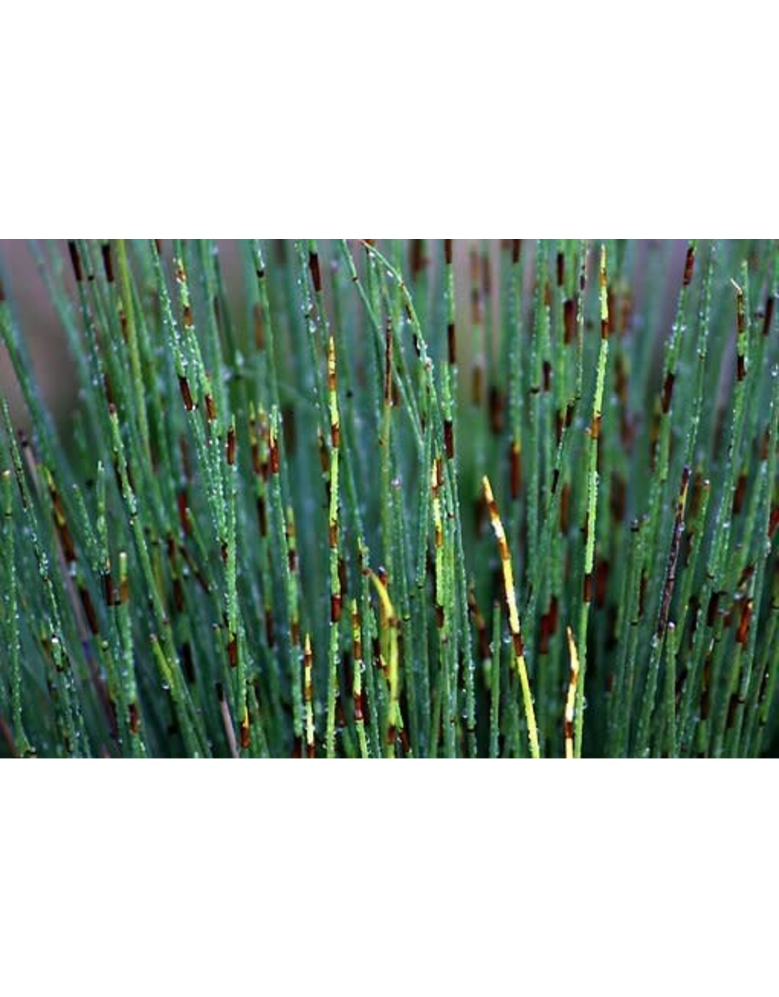 Horsetail Reed - Equisetum Scripoides - 4" - Gardens of Babylon