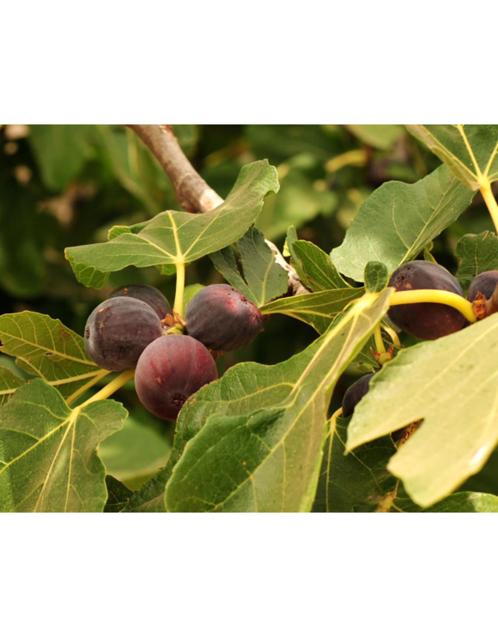 Fig, Edible - Ficus Carica 'Chicago Hardy' #3