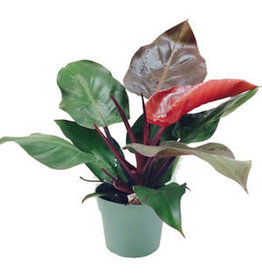 Philodendron - Gardens of Babylon