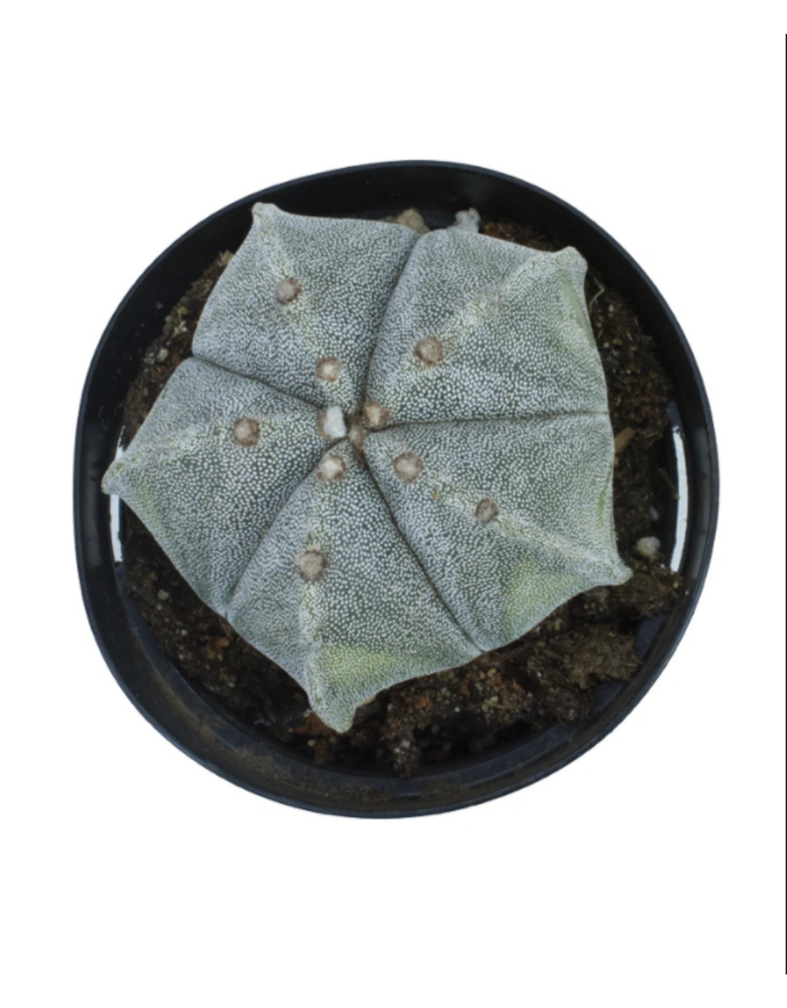Cactus - Astrophytum myriostigma 4"