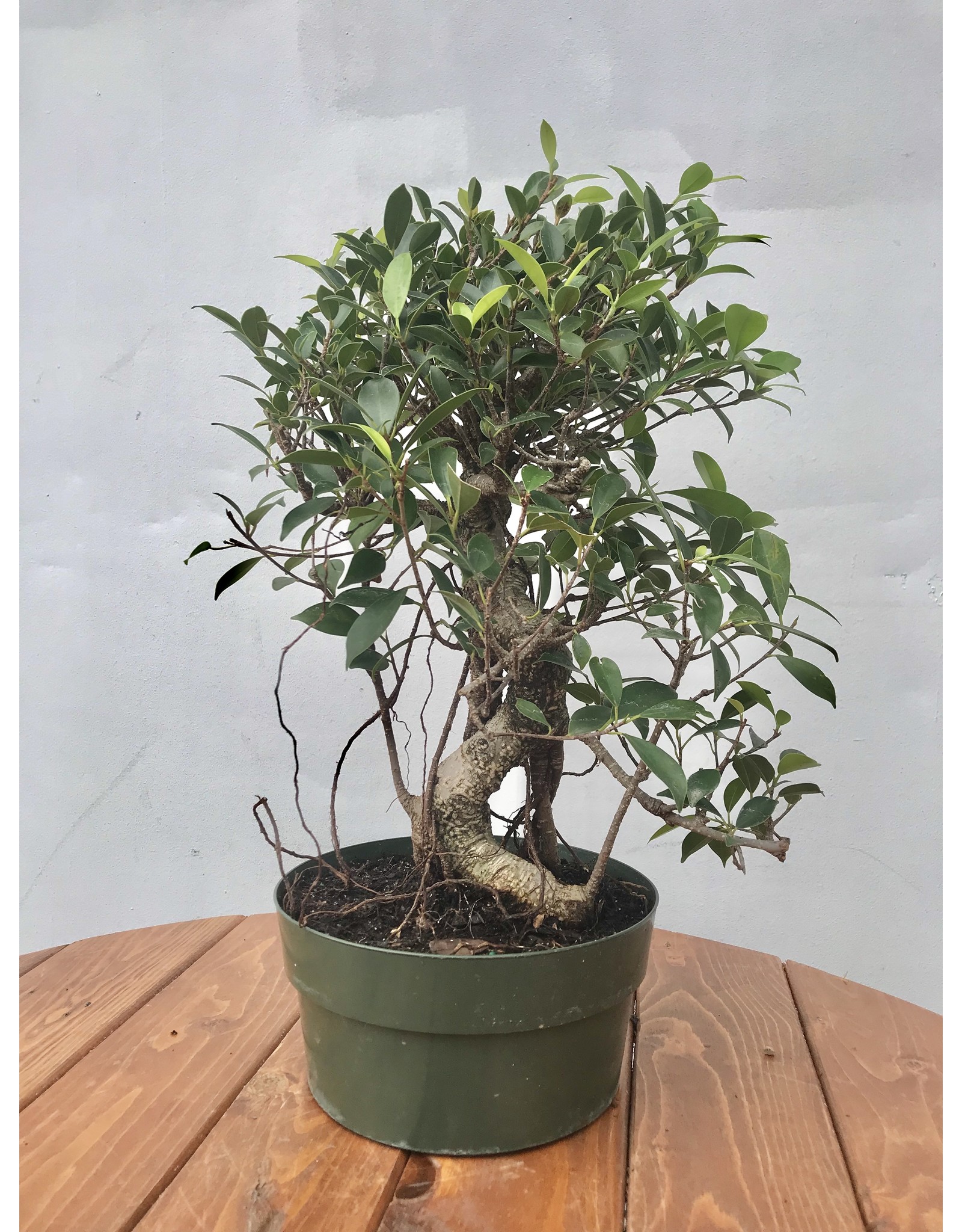Bonsai, Ficus- Ficus Microcarpa ‘Tiger Bark’ Small - Gardens of Babylon