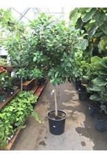 Ficus - Ficus Microcarpa 'Moclame' 14" STD