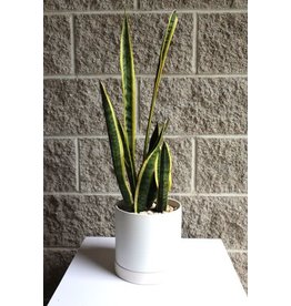 Grab n' Grow - Snake Plant in White Modern Pot 6"