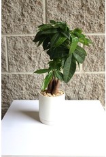 Grab n' Grow - Money Tree in White Modern Pot 4"