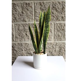 Grab n' Grow -Snake Plant in White Modern Pot  4"
