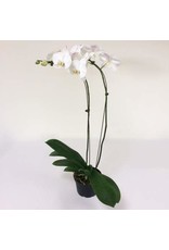 Orchid - Phalaenopsis 6"
