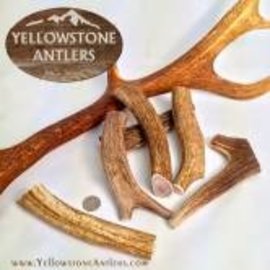 Yellowstone Antlers Antler Yellowstone MD 26.99