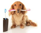 Dog Dental Products