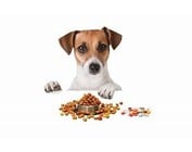 Dog Supplements