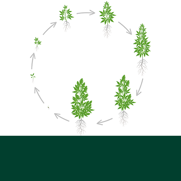 The Life Cycle of Cannabis