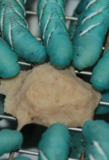 LIVE- HORNWORM- FOOD CUBE