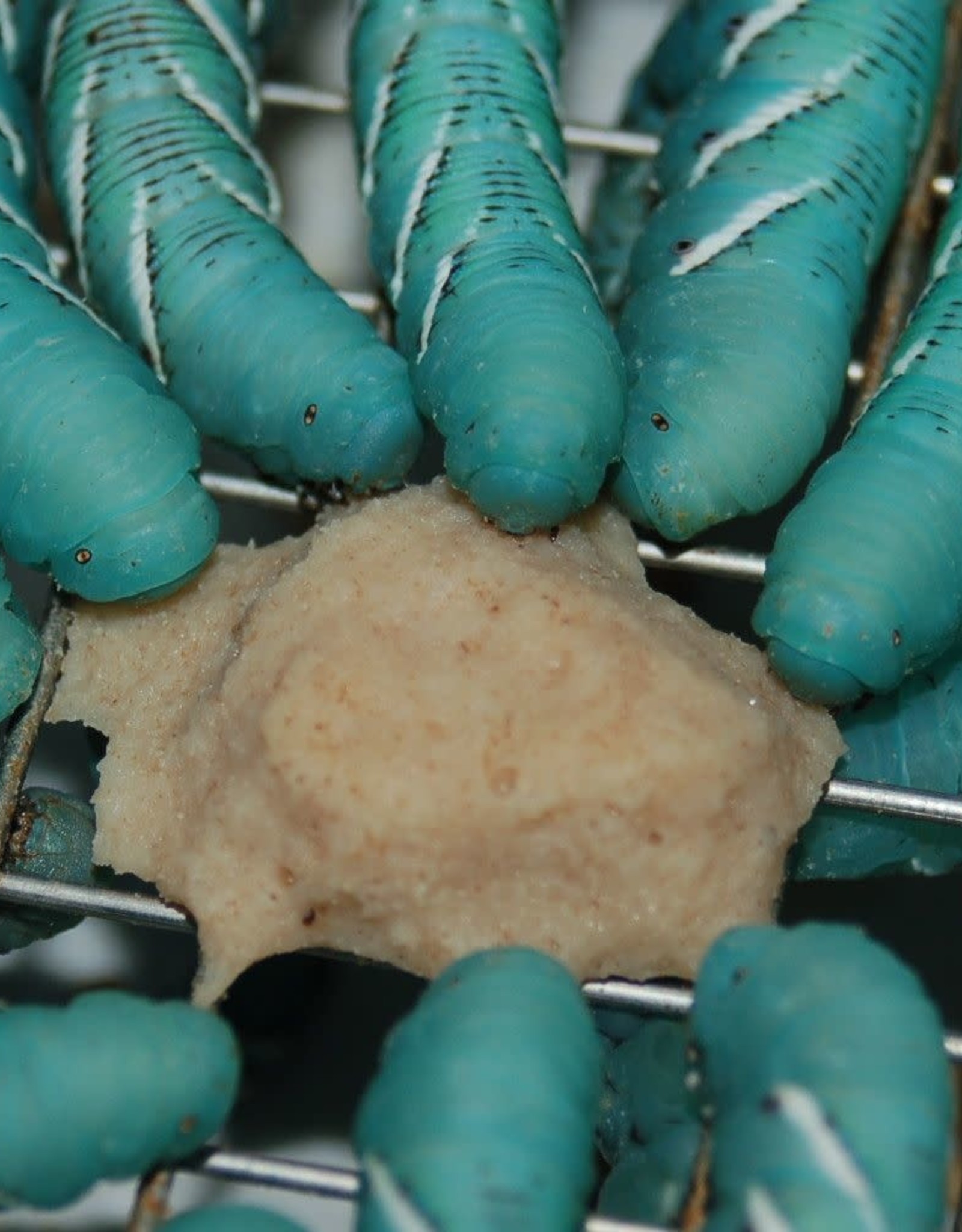 LIVE- HORNWORM- FOOD CUBE