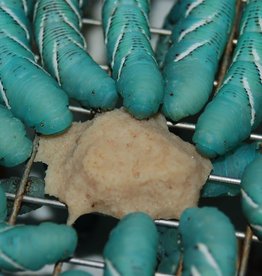LIVE- HORNWORM- FOOD CUBE