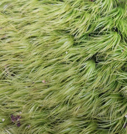 LIVE- PILLOW MOSS