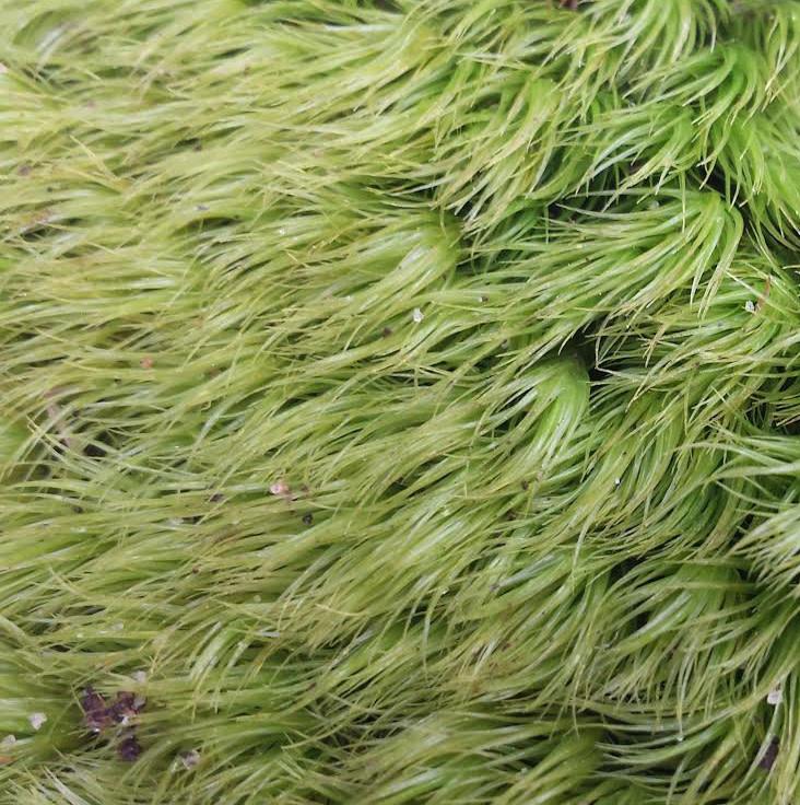LIVE PILLOW MOSS Rhonda's Aviary
