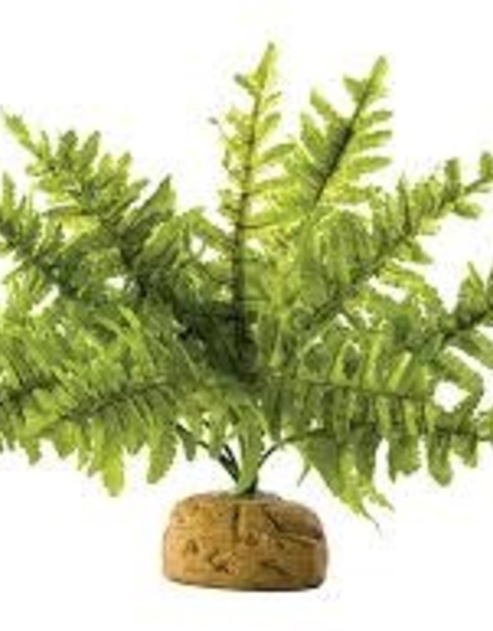 EXO TERRA EXO TERRA- PT2990- TERRARIUM PLANT- 8X8X12- BOSTON FERN- SMALL