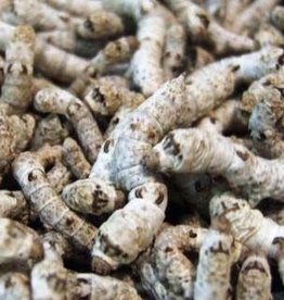 RHONDA'S AVIARY LIVE- SILKWORMS- 12 CT (NO CUP OR FOOD)