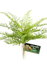 ZOO MED LABORATORIES, INC. ZOO MED- BU-62- NATURALISTIC FLORA- TERRARIUM PLANT- LACE FERN-  14X6X4