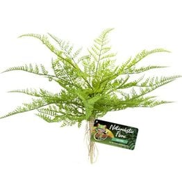 ZOO MED LABORATORIES, INC. ZOO MED- BU-62- NATURALISTIC FLORA- TERRARIUM PLANT- LACE FERN-  14X6X4