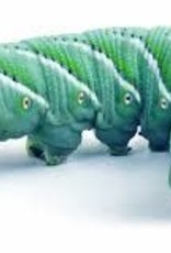 LIVE HORNWORMS 12 CT (NO CUP OR FOOD)