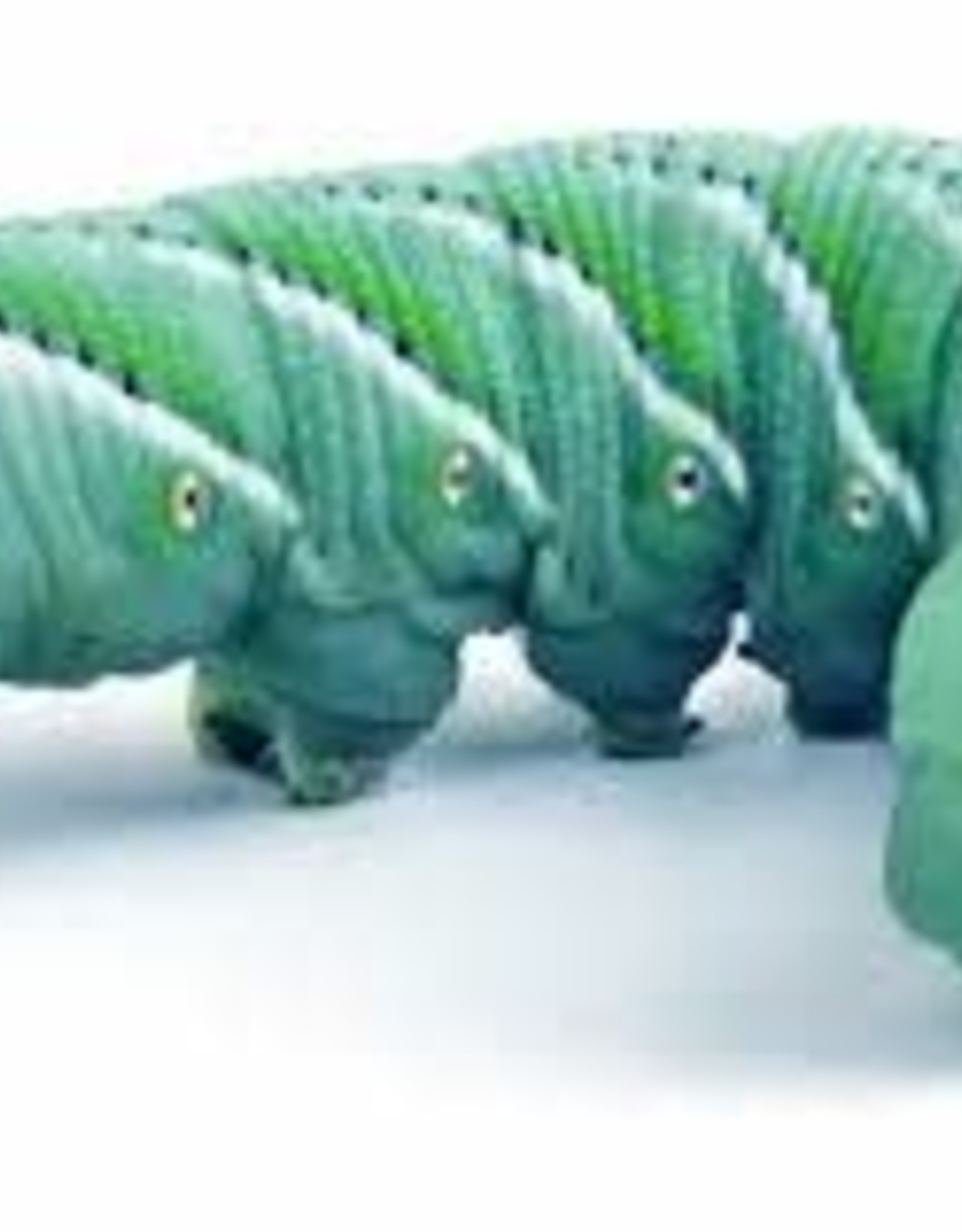 LIVE HORNWORMS 12 CT (NO CUP OR FOOD) Rhonda
