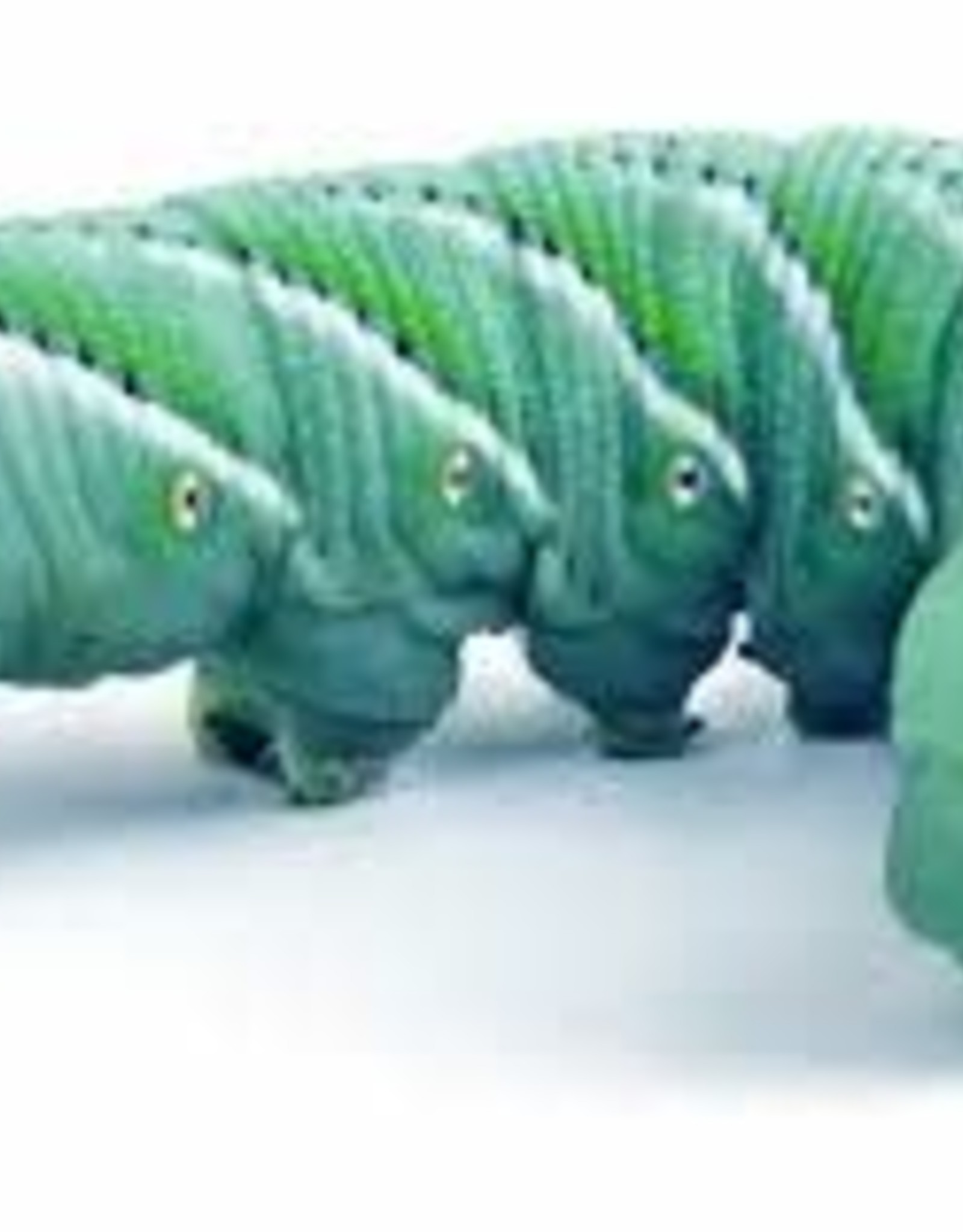 LIVE- HORNWORMS- EACH