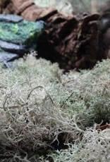 LIVE- LICHEN MOSS