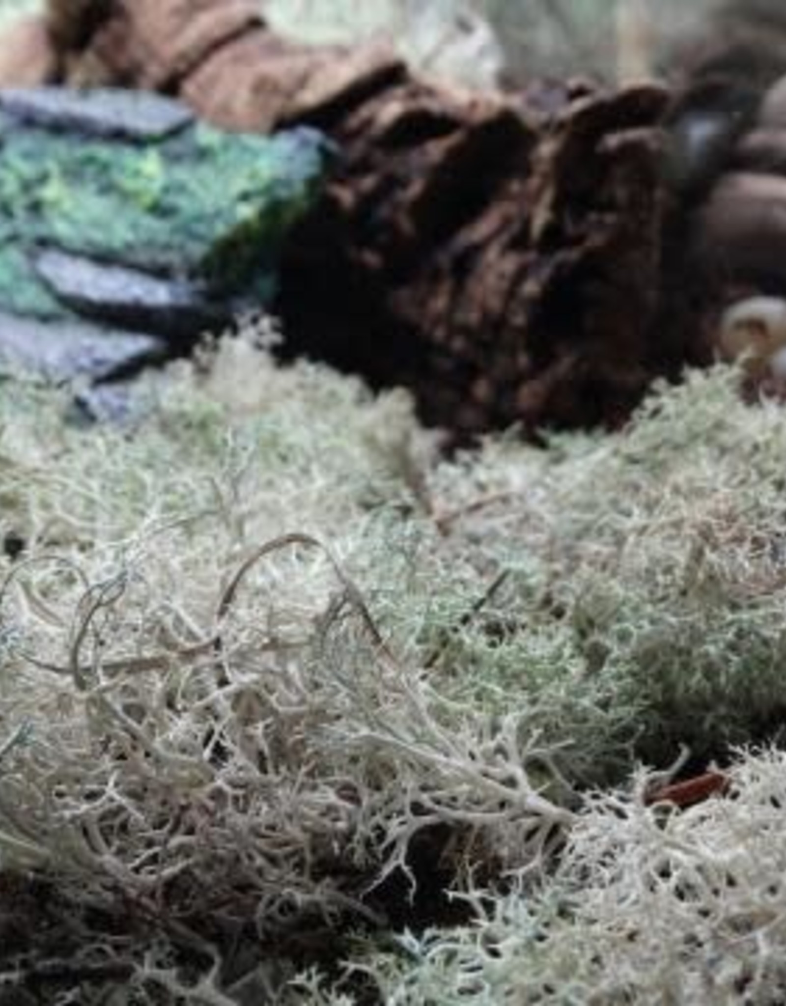 LIVE- LICHEN MOSS