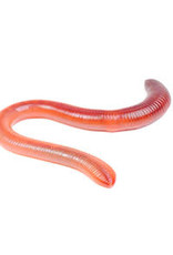TIMBERLINE LIVE- RED WIGGLERS- 45-55 CT
