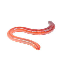 TIMBERLINE LIVE- RED WIGGLERS- 45-55 CT