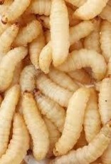 TIMBERLINE LIVE- WAX WORMS- 250 CT