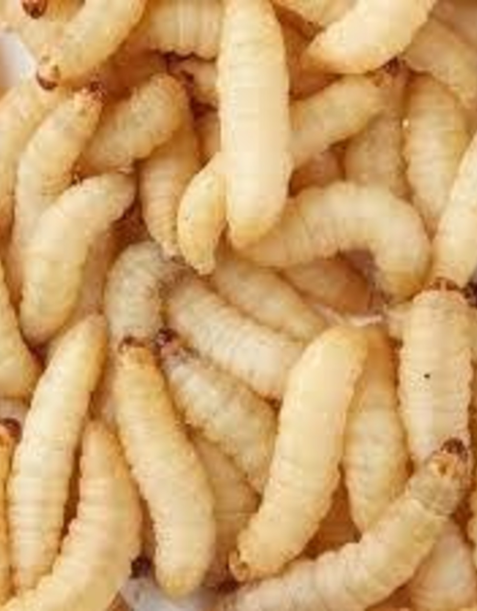 TIMBERLINE LIVE- WAX WORMS- 250 CT