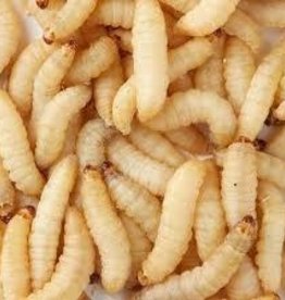 TIMBERLINE LIVE- WAX WORMS- 250 CT