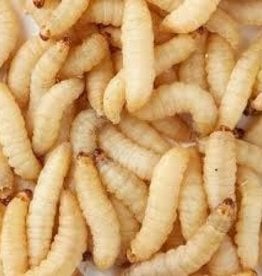 TIMBERLINE LIVE- WAX WORMS 50 CT
