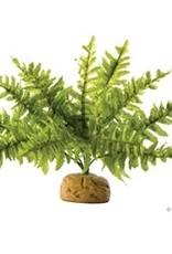 EXO TERRA EXO TERRA- PT2995- TERRARIUM PLANT- 12X12X14- BOSTON FERN- MEDIUM