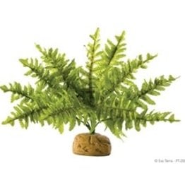 EXO TERRA EXO TERRA- PT2995- TERRARIUM PLANT- 12X12X14- BOSTON FERN- MEDIUM