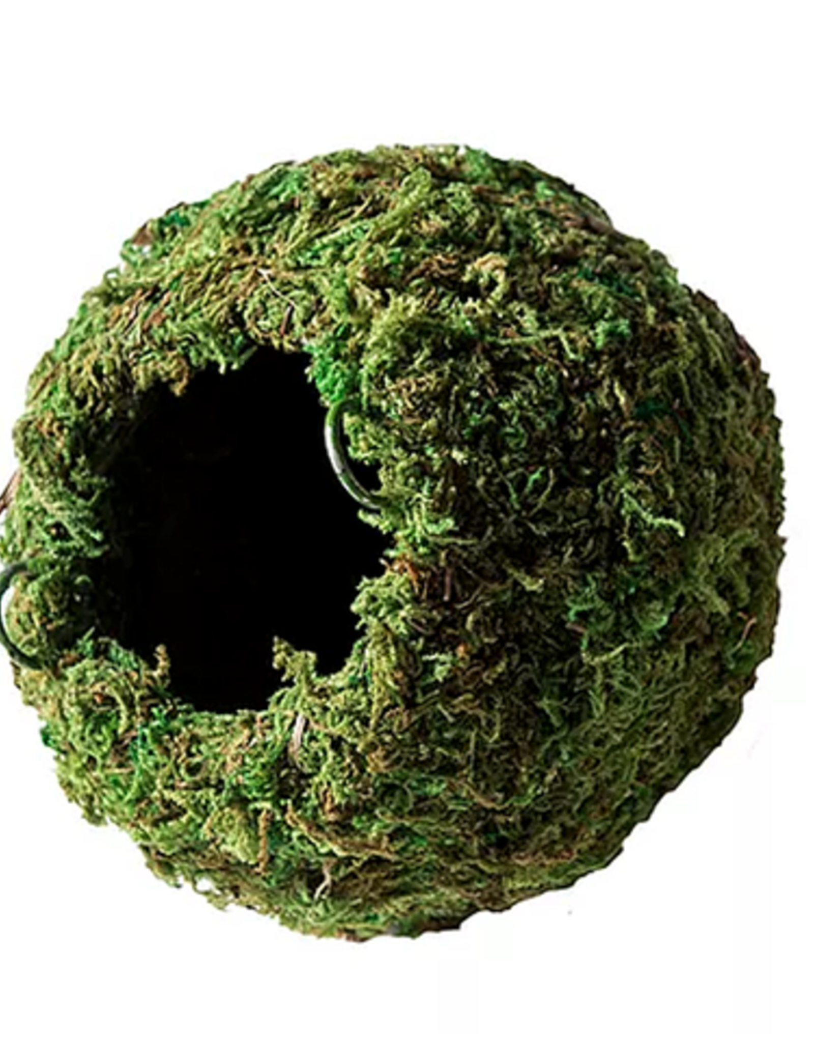 GALAPAGOS GALAPAGOS- HIDE- 6.5X6.5X6.5- MOSSY CAVE WITH CHAIN
