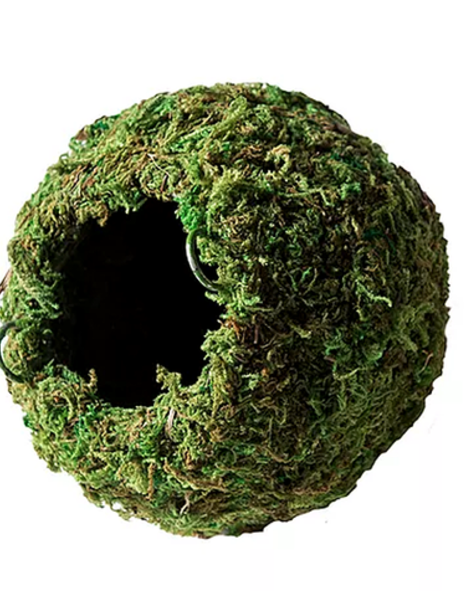 GALAPAGOS GALAPAGOS MOSSY CAVE WITH CHAIN 6 INCH- GREEN