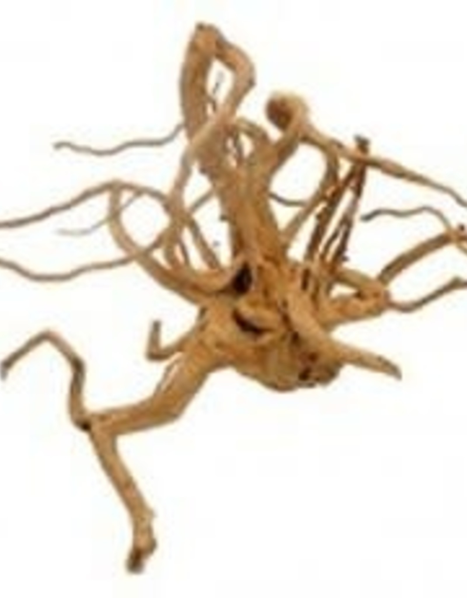 GALAPAGOS GALAPAGOS- SPIDER WOOD- 12-24 INCHES