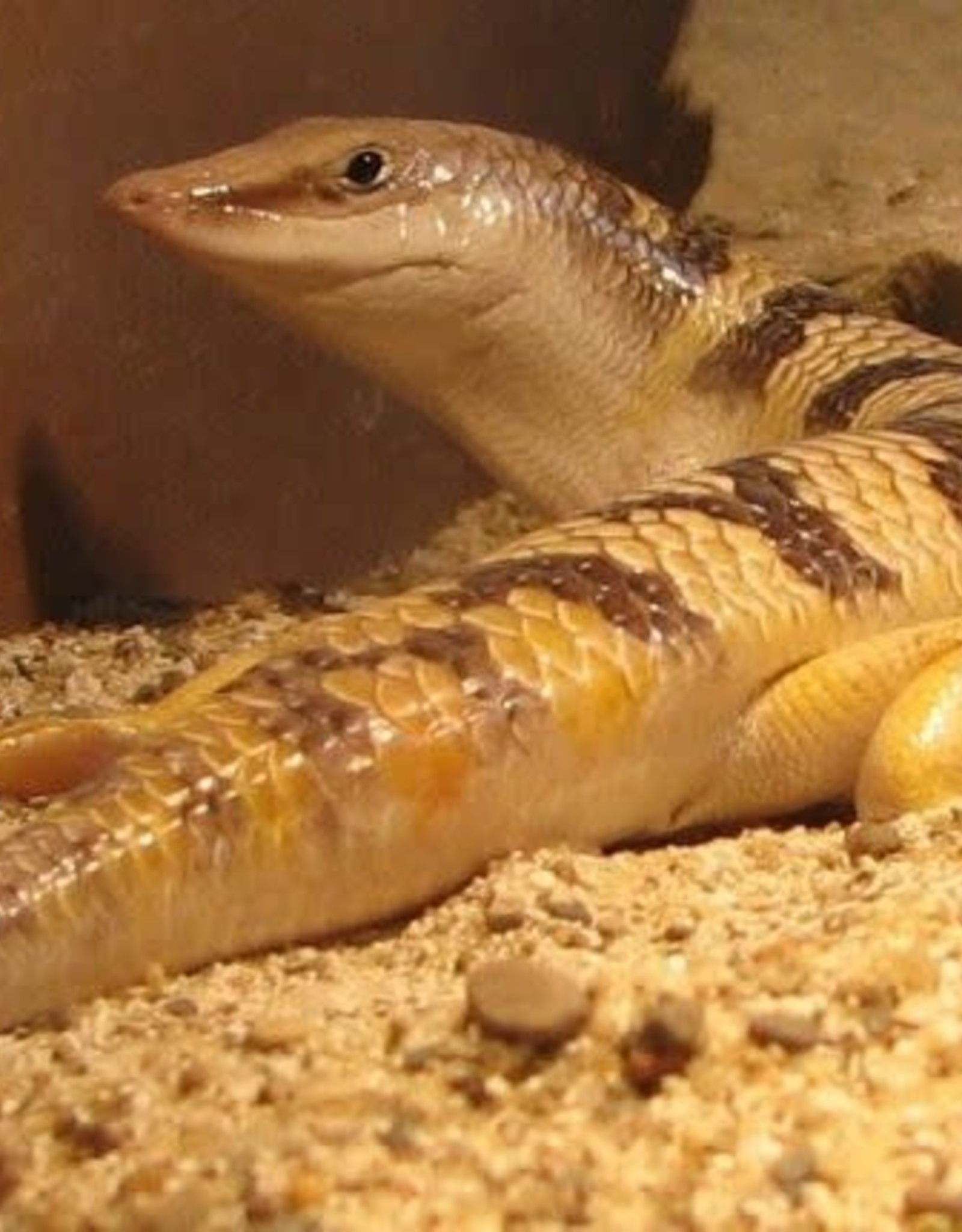 photo Sandfish Skink Eggs sandfish skink 9 25 18 1