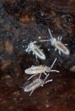 LIVE SPRINGTAIL- CULTURE- TROPICAL WHITE-  Collembola- 4 OZ CUP