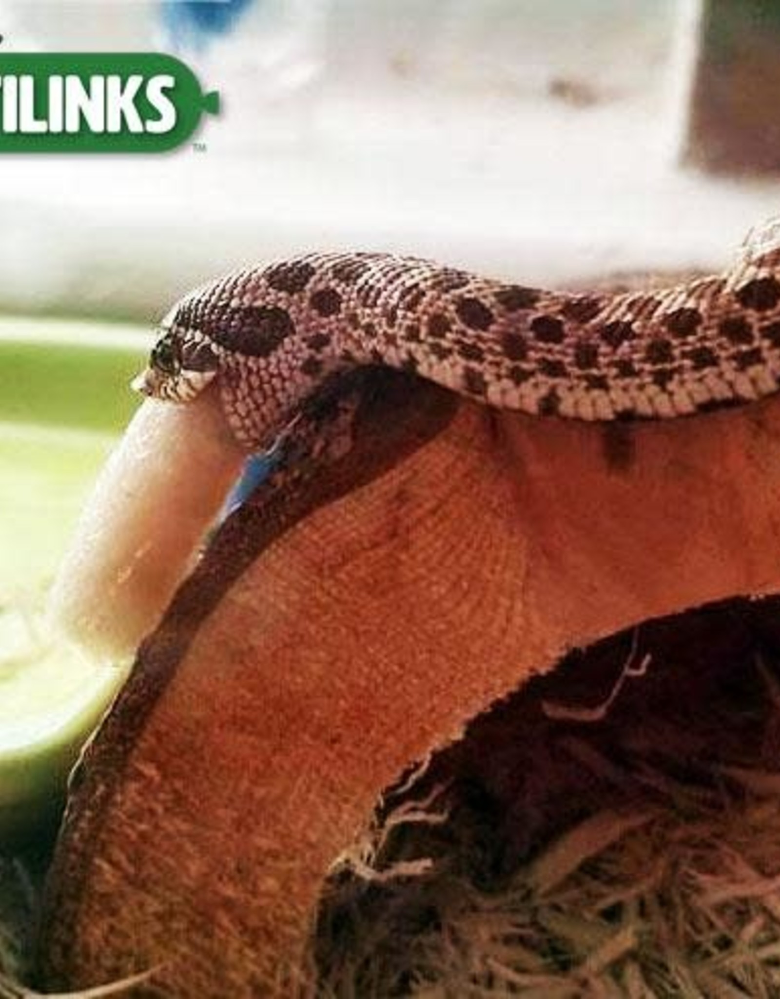 REPTILINKS REPTILINKS- FROG- MINI-1" X 0.34"- (SAME SIZE AS PINKY MICE)- 1-2 G