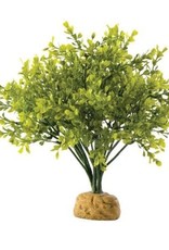 EXO TERRA EXO TERRA- PT2994- TERRARIUM PLANT- 6X6X8- BOXWOOD BUSH