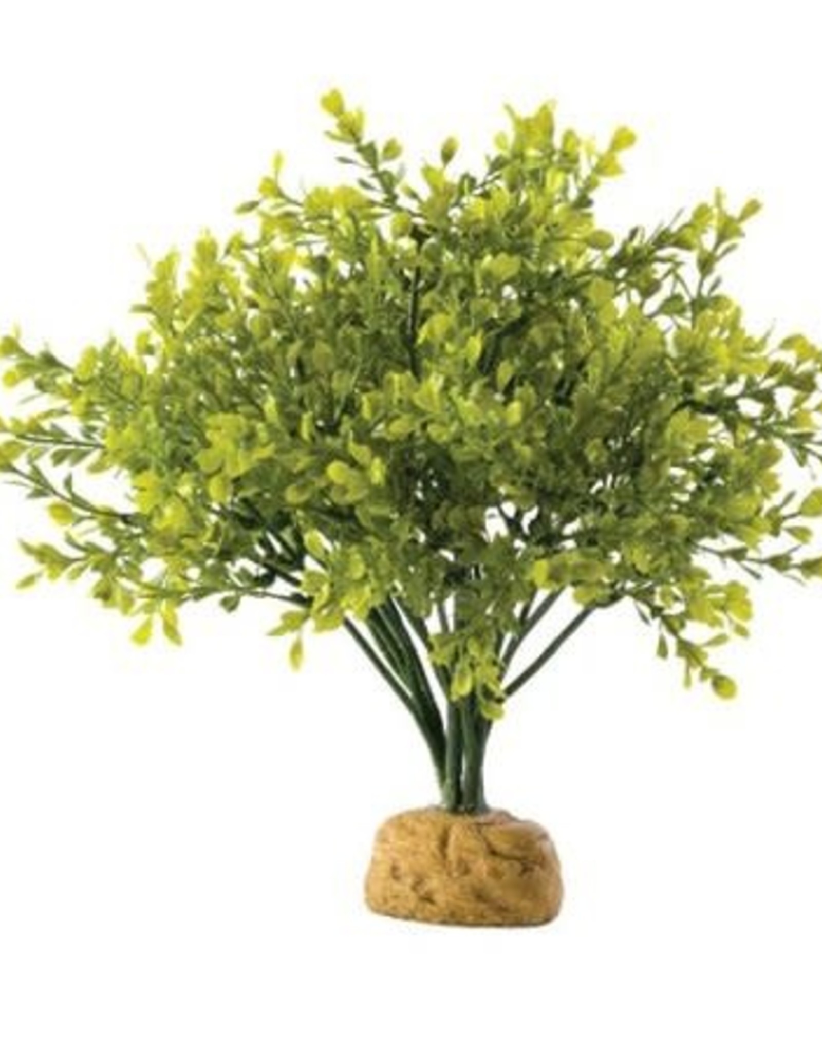 EXO TERRA EXO TERRA- PT2994- TERRARIUM PLANT- 6X6X8- BOXWOOD BUSH