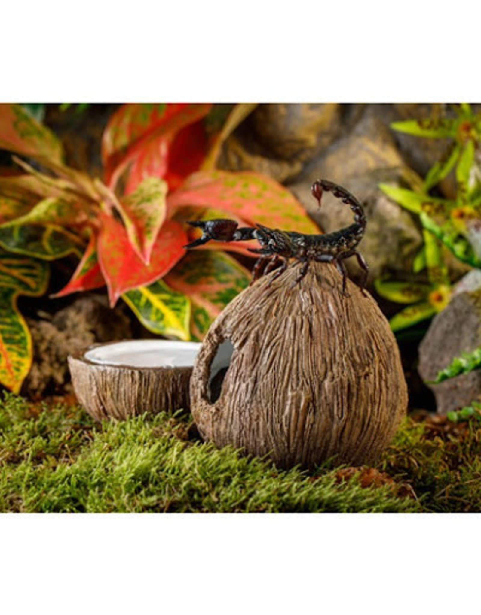 EXO TERRA EXO TERRA- PT3159- HIDE AND WATER DISH- COCONUT STYLE- 5.5X5.5X9
