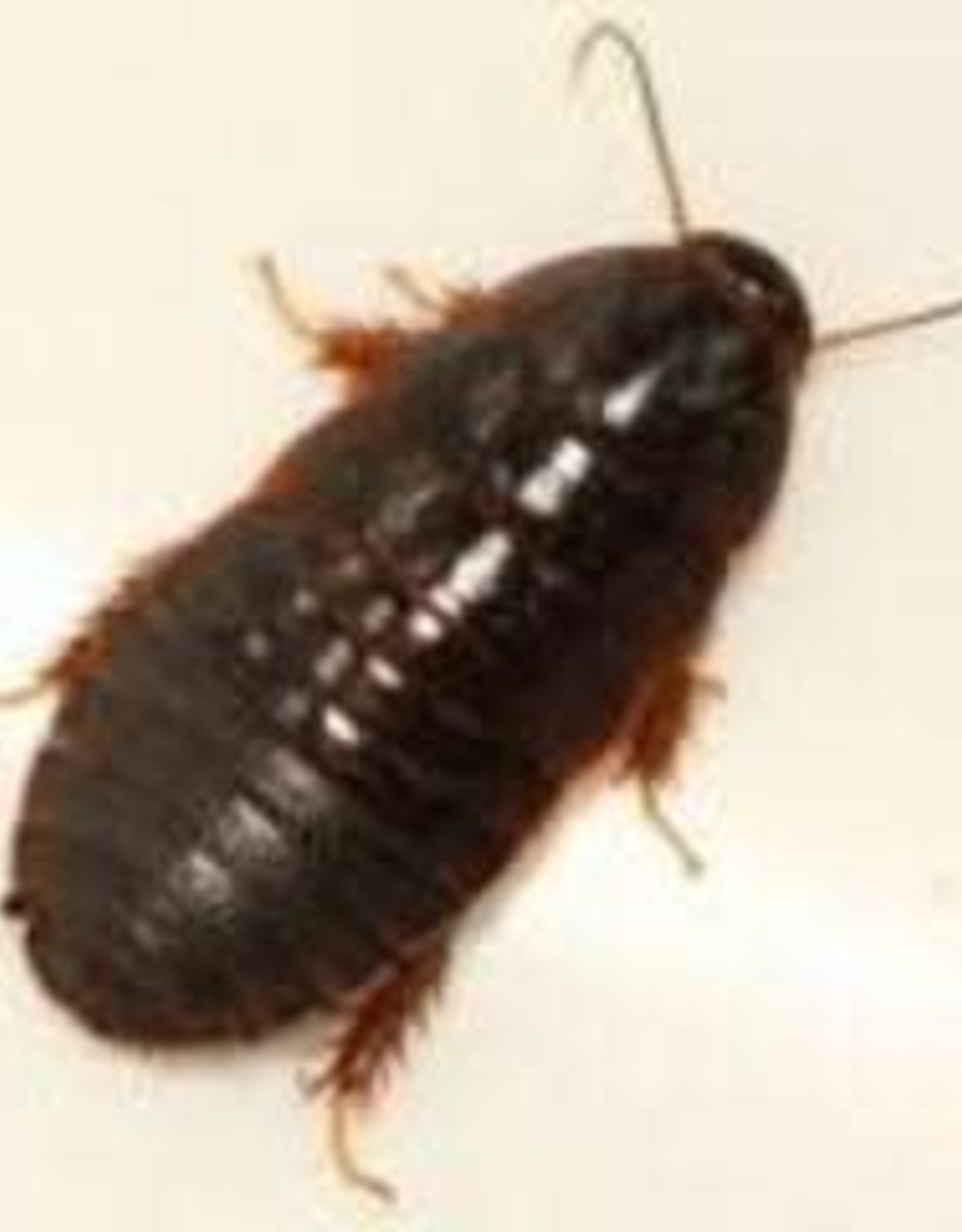 LIVE- ROACH- SURINAM- 1/4 INCH RANGE *NO ADULTS!